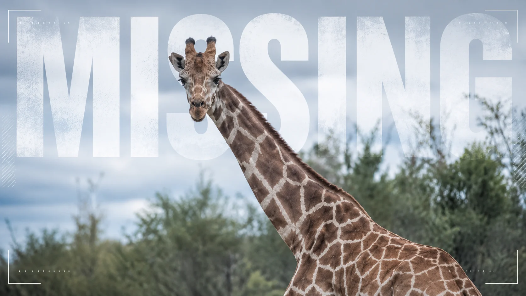Missing Giraffe Gracie Becomes Internet Sensation After Disappearing in Texas Hill Country
